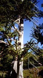 real estate, real estate broker, CAR, MCAR, monterey bay real estate, photography, web design, art, buy a home, sell a home