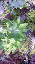 real estate, real estate broker, CAR, MCAR, monterey bay real estate, photography, web design, art, buy a home, sell a home