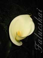 real estate, real estate broker, CAR, MCAR, monterey bay real estate, photography, web design, art, buy a home, sell a home