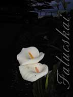 real estate, real estate broker, CAR, MCAR, monterey bay real estate, photography, web design, art, buy a home, sell a home