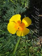 real estate, real estate broker, CAR, MCAR, monterey bay real estate, photography, web design, art, buy a home, sell a home