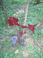 real estate, real estate broker, CAR, MCAR, monterey bay real estate, photography, web design, art, buy a home, sell a home