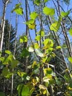 real estate, real estate broker, CAR, MCAR, monterey bay real estate, photography, web design, art, buy a home, sell a home