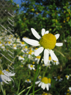 real estate, real estate broker, CAR, MCAR, monterey bay real estate, photography, web design, art, buy a home, sell a home