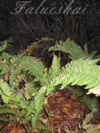 real estate, real estate broker, CAR, MCAR, monterey bay real estate, photography, web design, art, buy a home, sell a home