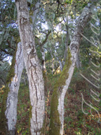 real estate, real estate broker, CAR, MCAR, monterey bay real estate, photography, web design, art, buy a home, sell a home