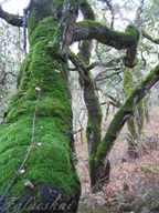 real estate, real estate broker, CAR, MCAR, monterey bay real estate, photography, web design, art, buy a home, sell a home