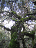 real estate, real estate broker, CAR, MCAR, monterey bay real estate, photography, web design, art, buy a home, sell a home