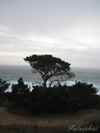 real estate, real estate broker, CAR, MCAR, monterey bay real estate, photography, web design, art, buy a home, sell a home