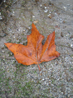 real estate, real estate broker, CAR, MCAR, monterey bay real estate, photography, web design, art, buy a home, sell a home