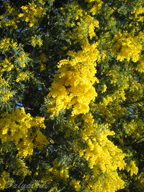 real estate, real estate broker, CAR, MCAR, monterey bay real estate, photography, web design, art, buy a home, sell a home