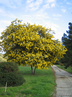 real estate, real estate broker, CAR, MCAR, monterey bay real estate, photography, web design, art, buy a home, sell a home