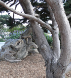 real estate, real estate broker, CAR, MCAR, monterey bay real estate, photography, web design, art, buy a home, sell a home