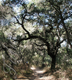 real estate, real estate broker, CAR, MCAR, monterey bay real estate, photography, web design, art, buy a home, sell a home