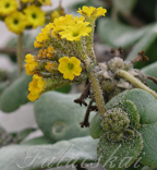 real estate, real estate broker, CAR, MCAR, monterey bay real estate, photography, web design, art, buy a home, sell a home