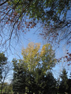 real estate, real estate broker, CAR, MCAR, monterey bay real estate, photography, web design, art, buy a home, sell a home