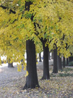 real estate, real estate broker, CAR, MCAR, monterey bay real estate, photography, web design, art, buy a home, sell a home