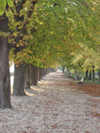 real estate, real estate broker, CAR, MCAR, monterey bay real estate, photography, web design, art, buy a home, sell a home